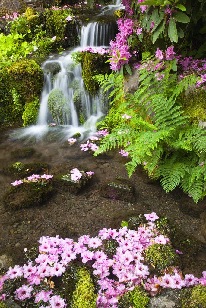 Detail of spring flowers add beauty to waterfall at Crystal Springs Garden, Portland Oregon. Pacific Northwest by Anonymous