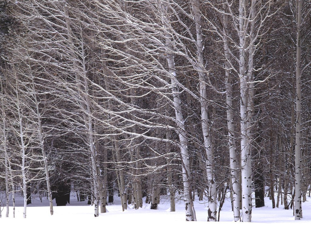 Detail of Aspen trees in snow by Anonymous
