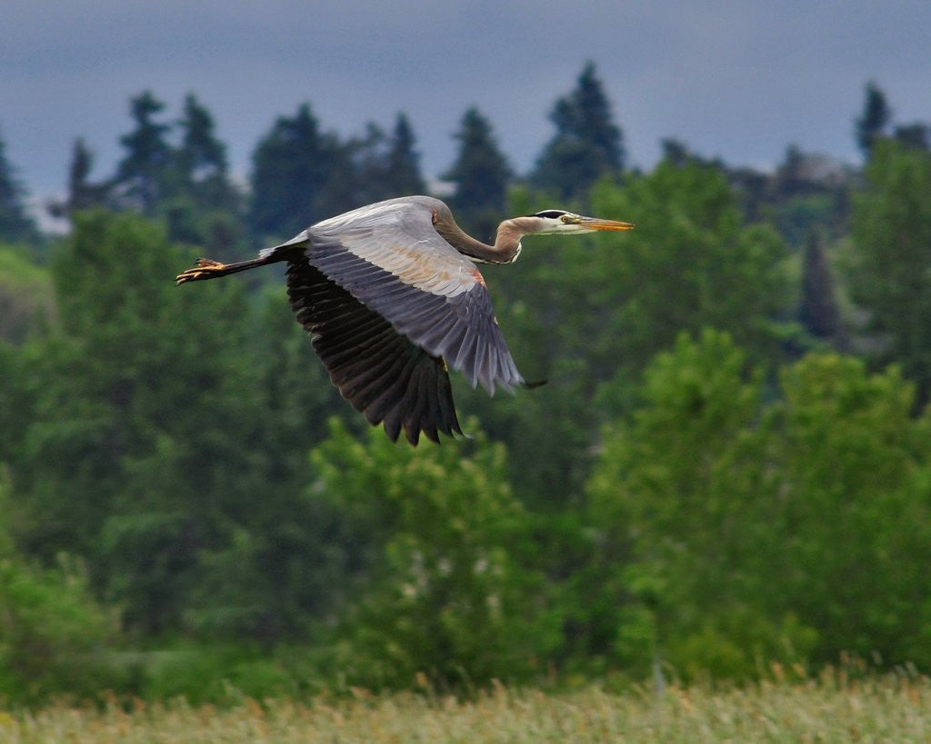 Detail of Blue Heron flying by Anonymous