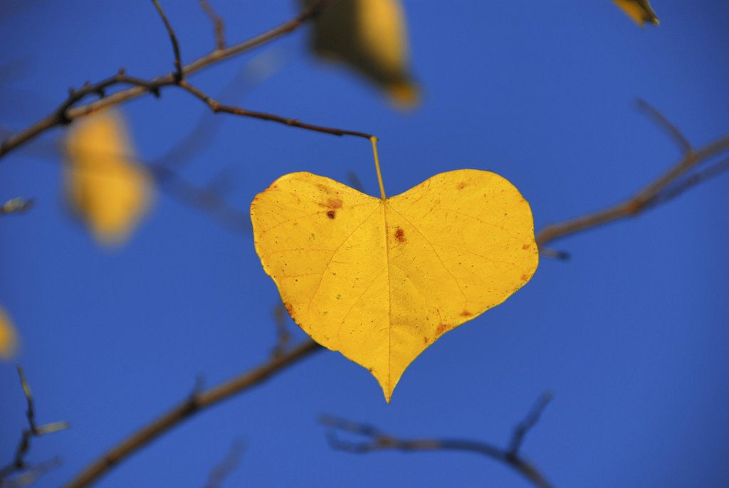 Detail of Heart shaped cottonwood leaf by Anonymous
