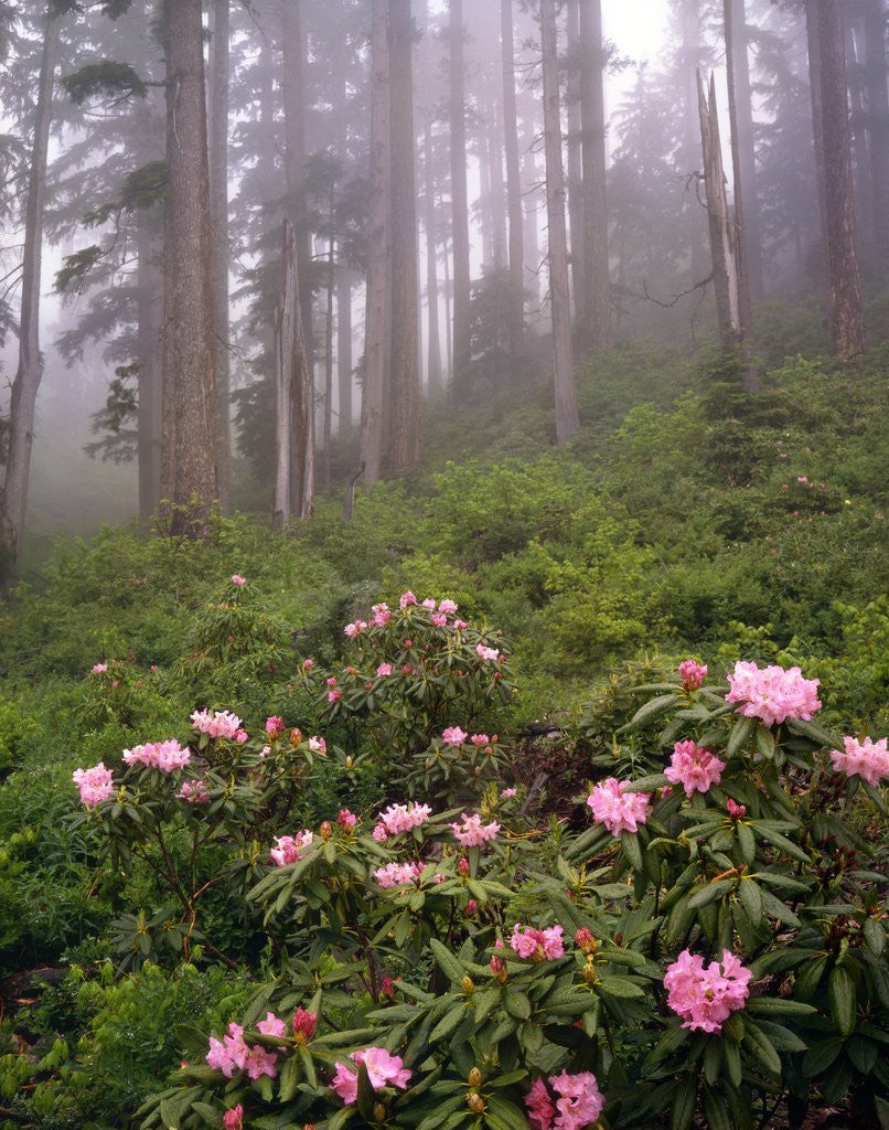 Detail of Wild rhododendrons below fir trees by Anonymous