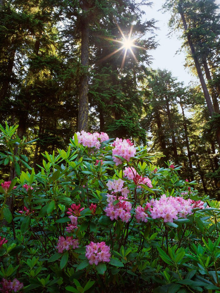 Detail of Douglas firs and rhododendrons by Anonymous