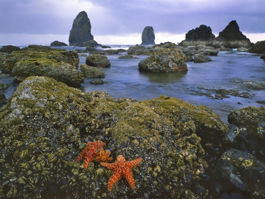 Detail of Cannon Beach by Anonymous