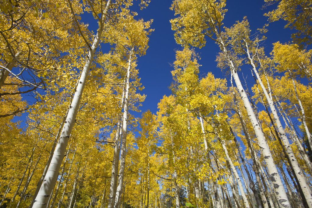 Detail of Yellow Aspen Trees in Steamboat Springs, Colorado by Anonymous