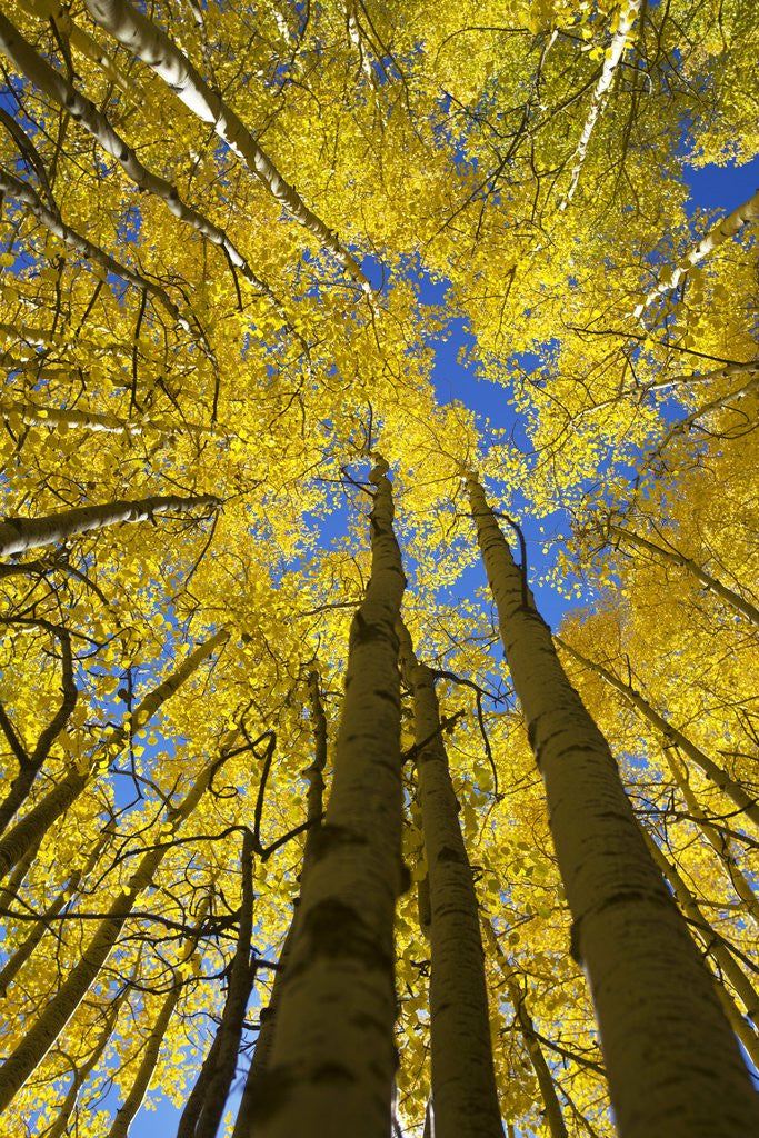 Detail of Yellow Aspen Trees in Steamboat Springs, Colorado by Anonymous