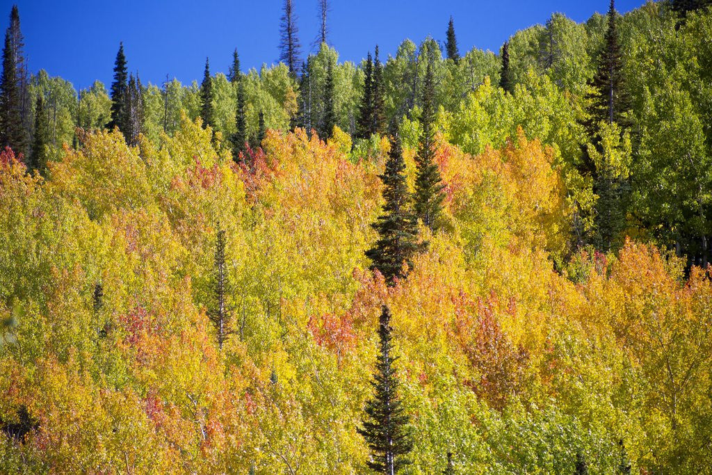 Detail of Yellow Aspen Trees in Steamboat Springs, Colorado by Anonymous