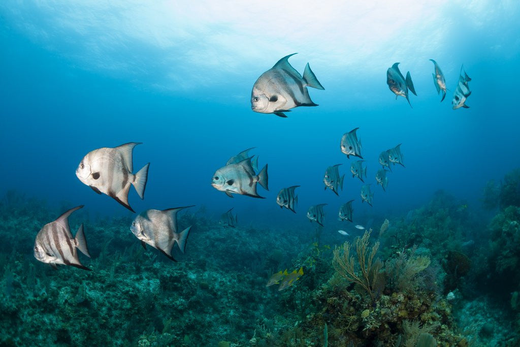 Detail of Atlantic Spadefish by Anonymous