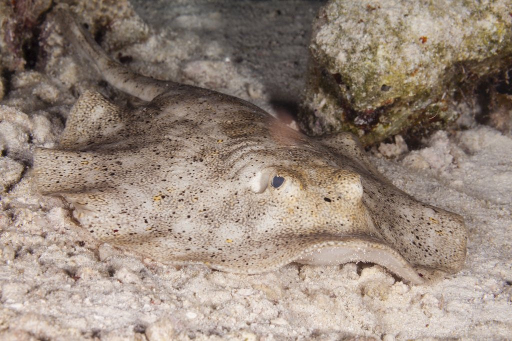 Detail of Stingray by Anonymous