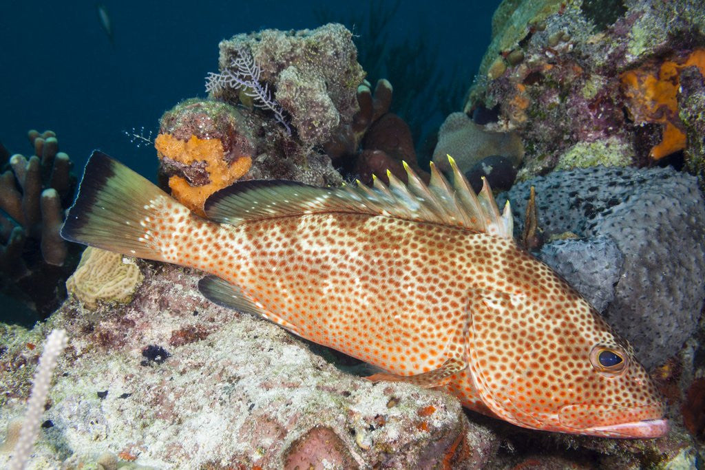 Detail of Red Hind by Anonymous