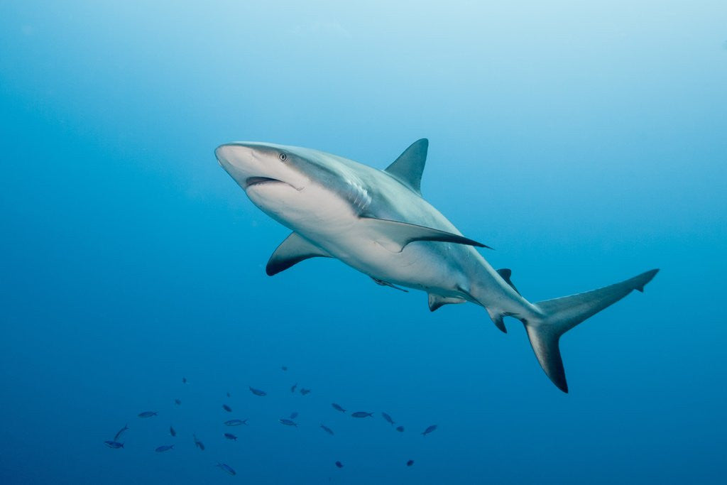 Detail of Reef Shark by Anonymous