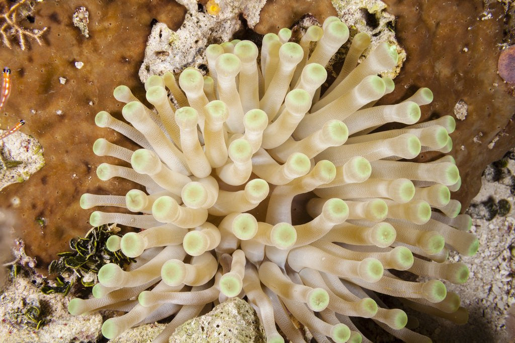 Detail of Giant Caribbean Sea Anemone by Anonymous