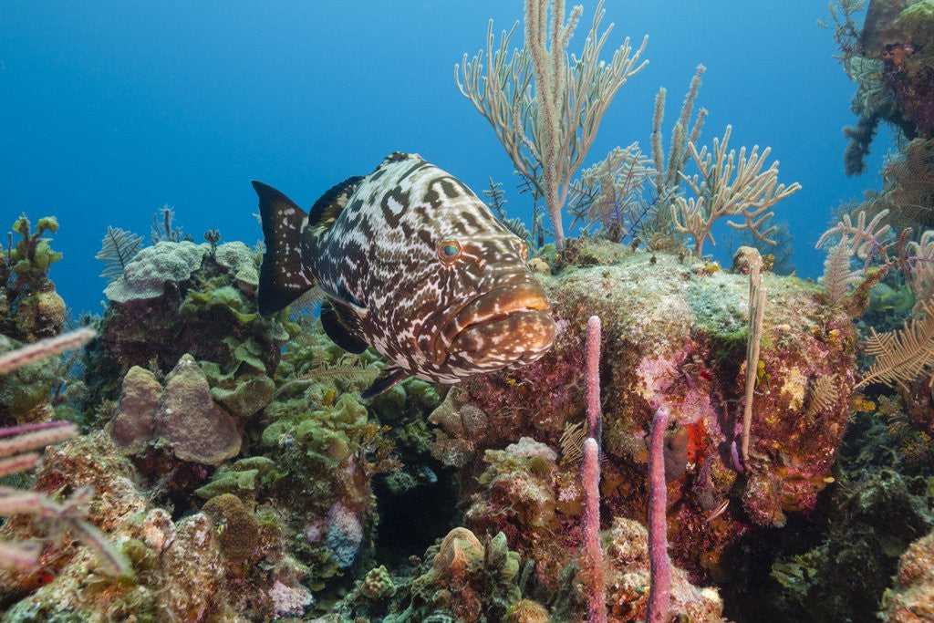 Detail of Yellowfish Grouper by Anonymous