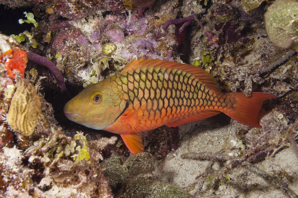 Detail of Stoplight Parrotfish by Anonymous