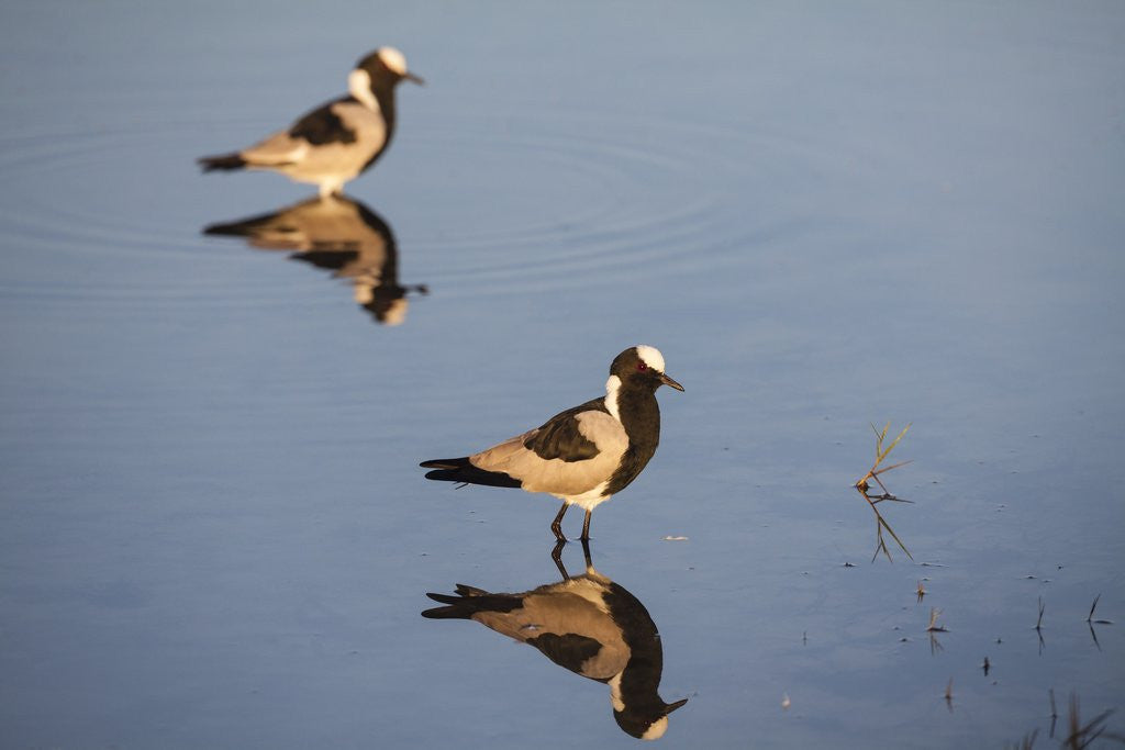 Detail of Blacksmith Plover by Anonymous