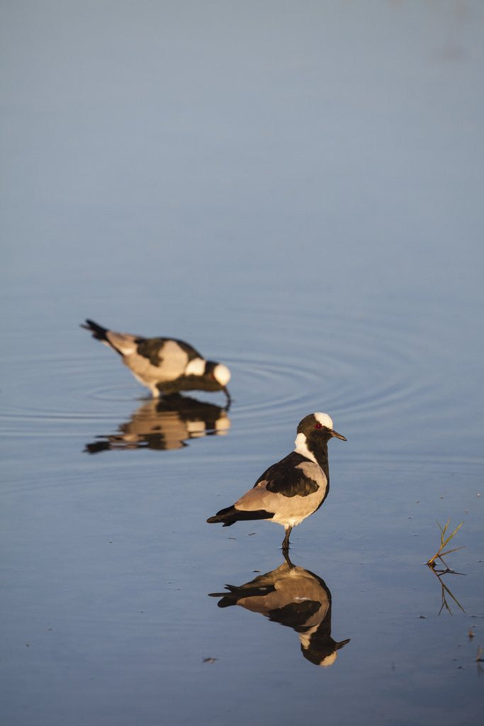 Detail of Blacksmith Plover by Anonymous