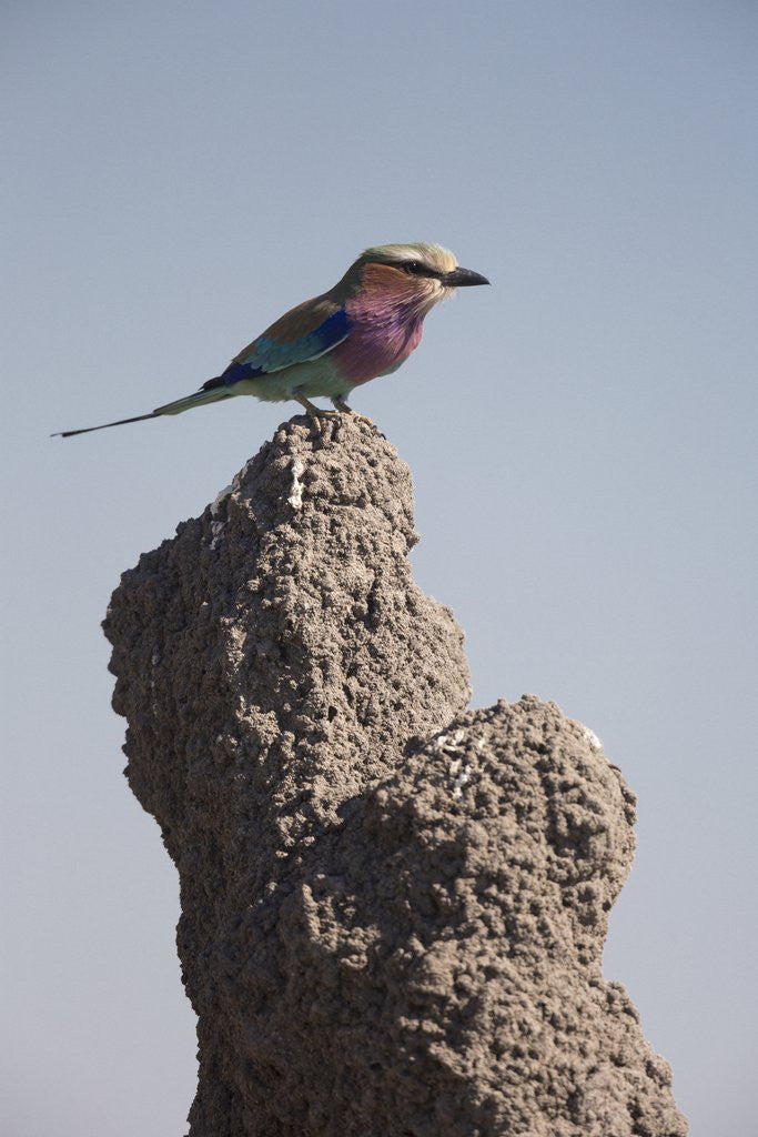 Detail of Lilac Breasted Roller by Anonymous