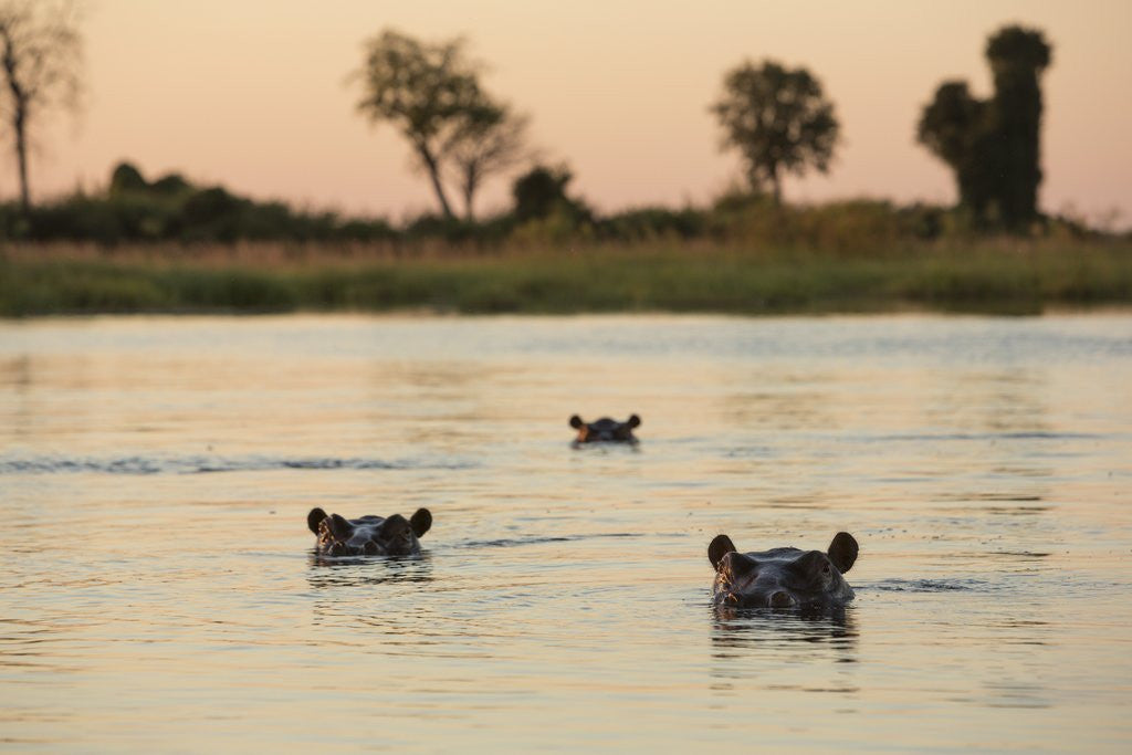 Detail of Hippopotamus, Botswana by Anonymous