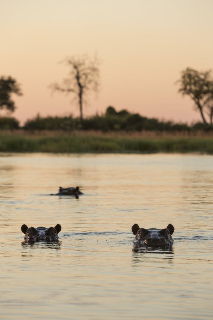 Detail of Hippopotamus, Botswana by Anonymous