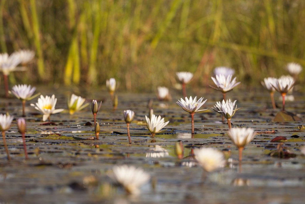 Detail of Wild Water Lilies by Anonymous