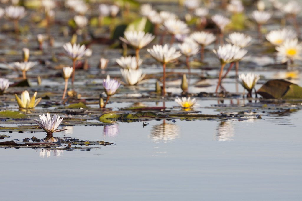 Detail of Wild Water Lilies by Anonymous