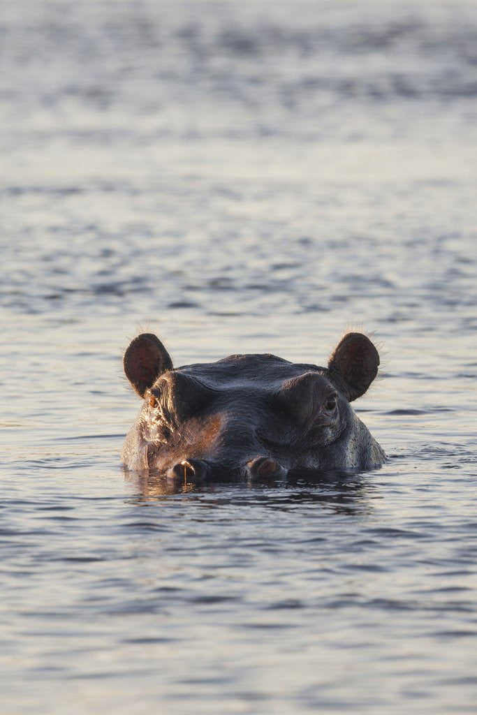 Detail of Hippopotamus, Botswana by Anonymous