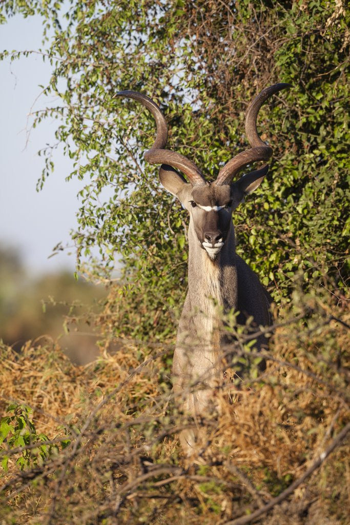 Detail of Greater Kudu by Anonymous