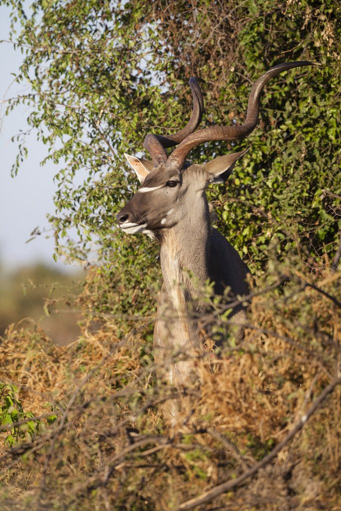 Detail of Greater Kudu by Anonymous