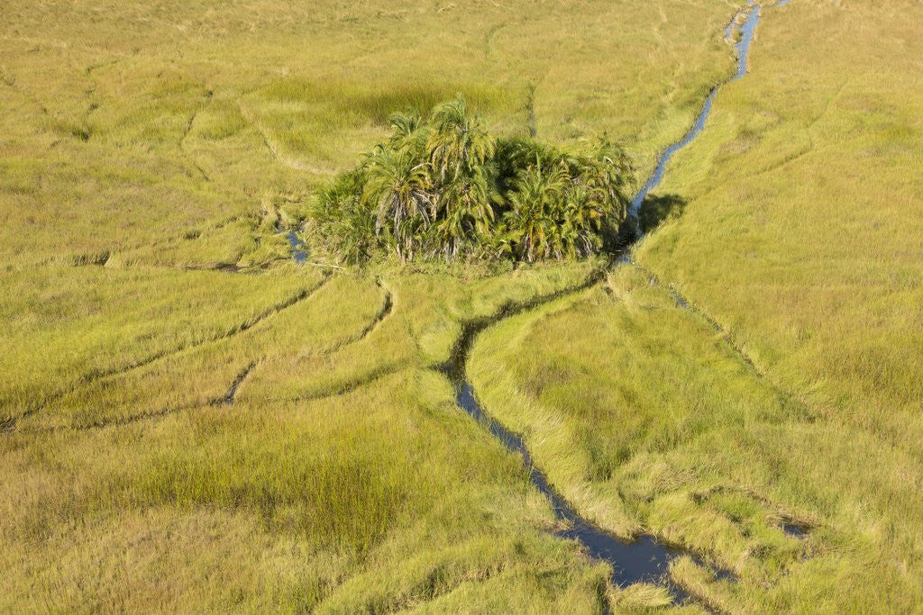 Detail of Okavango Delta Aerial by Anonymous