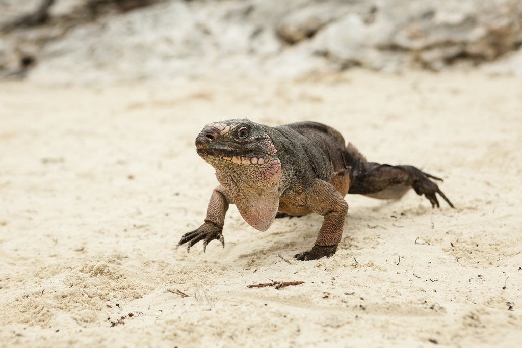 Detail of Exuma Island Iguana by Anonymous