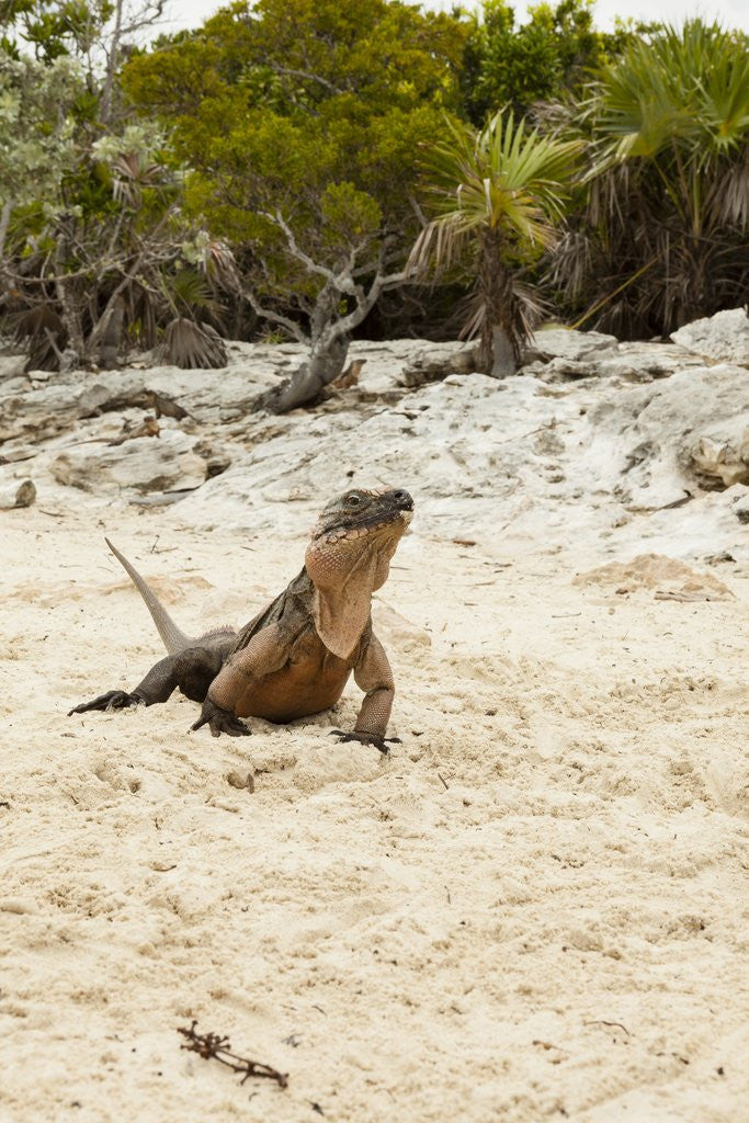 Detail of Exuma Island Iguana by Anonymous
