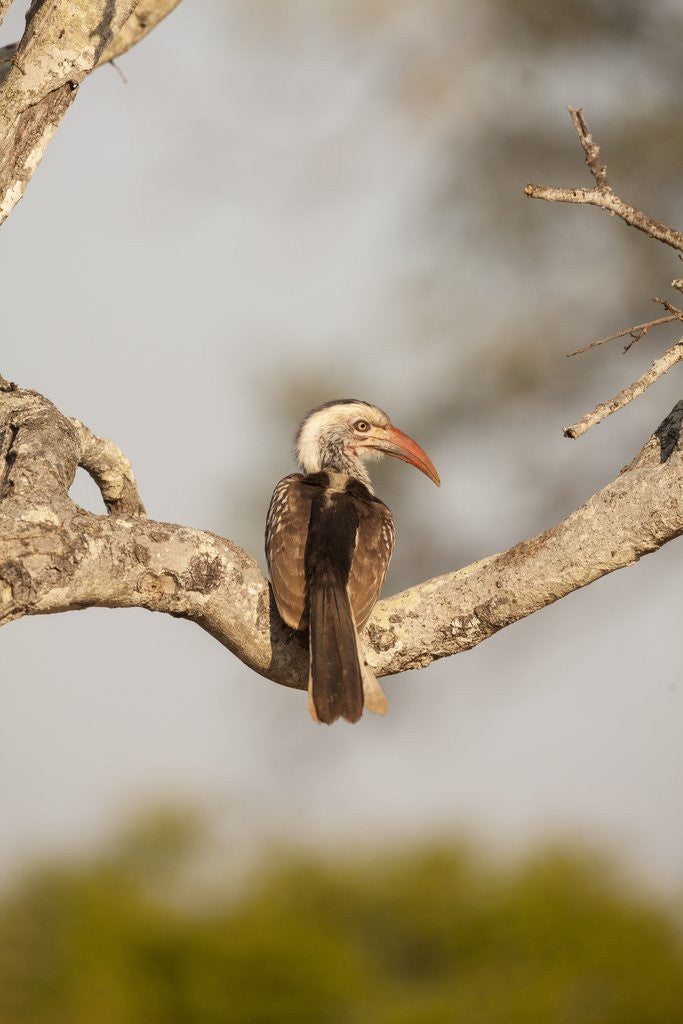 Detail of Southern Yellow-billed Hornbill by Anonymous