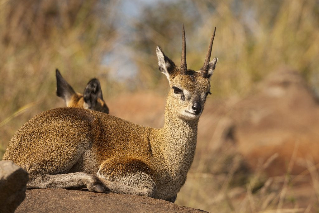 Detail of Klipspringer by Anonymous