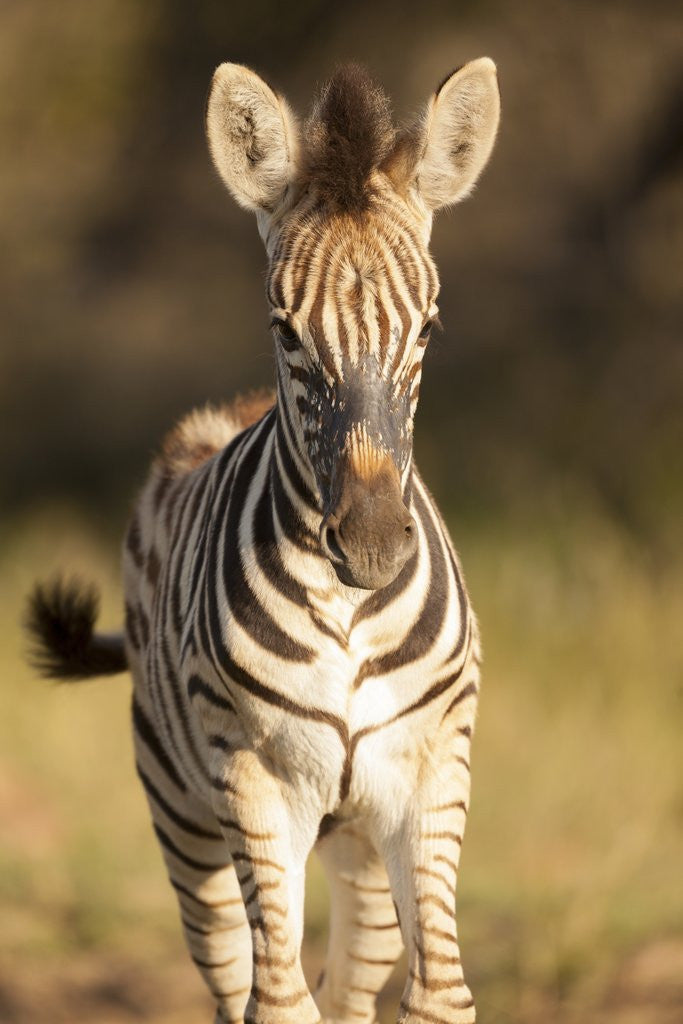 Detail of Burchell's Zebra Foal by Anonymous