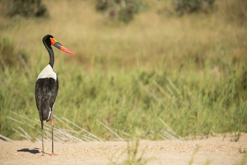 Detail of Saddle Billed Stork by Anonymous