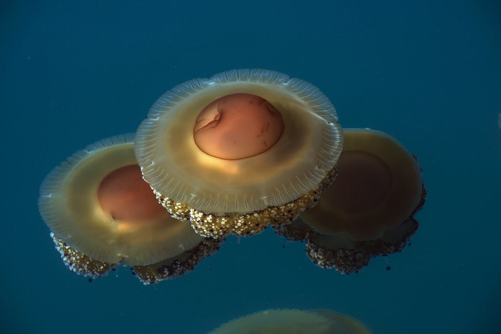 Detail of Jellyfish, Cotylorhiza tuberculata, Jellyfish bloom, Mediterranean, Greece by Anonymous