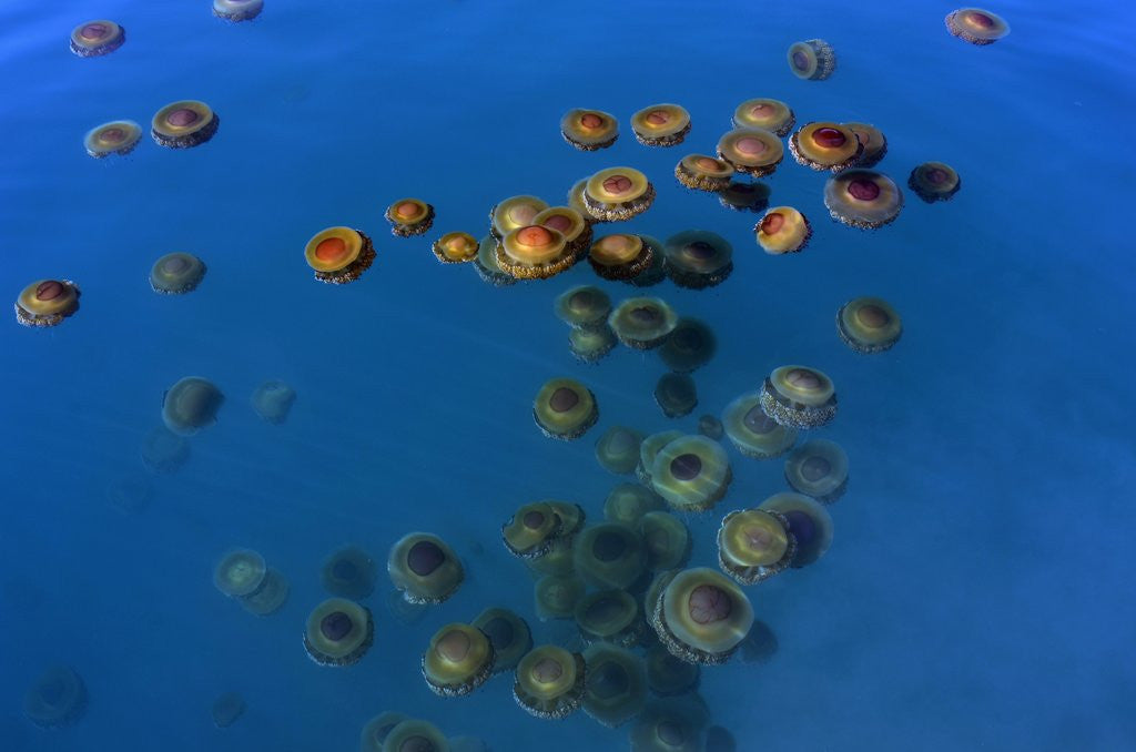 Detail of Jellyfish, Cotylorhiza tuberculata, Jellyfish bloom, Mediterranean, Greece by Anonymous
