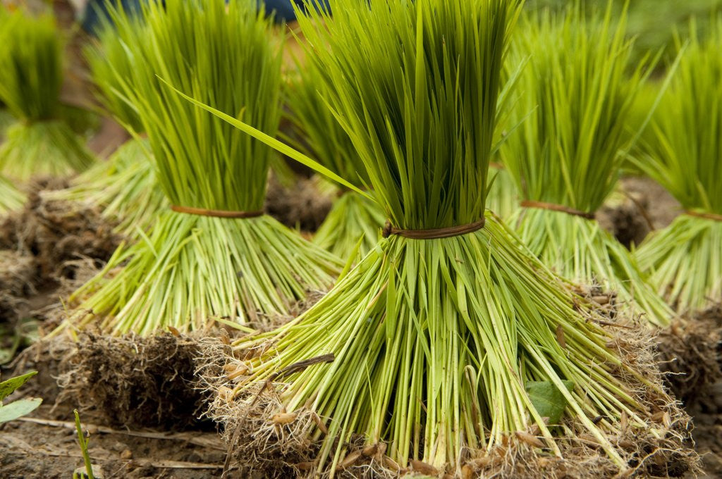 Detail of Paddy seeds, ready to sent to the paddy field. by Anonymous
