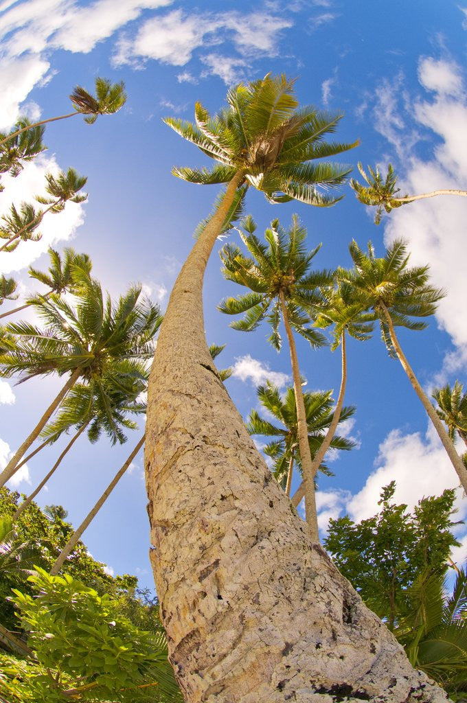 Detail of Curvy coconut palm tree. by Anonymous