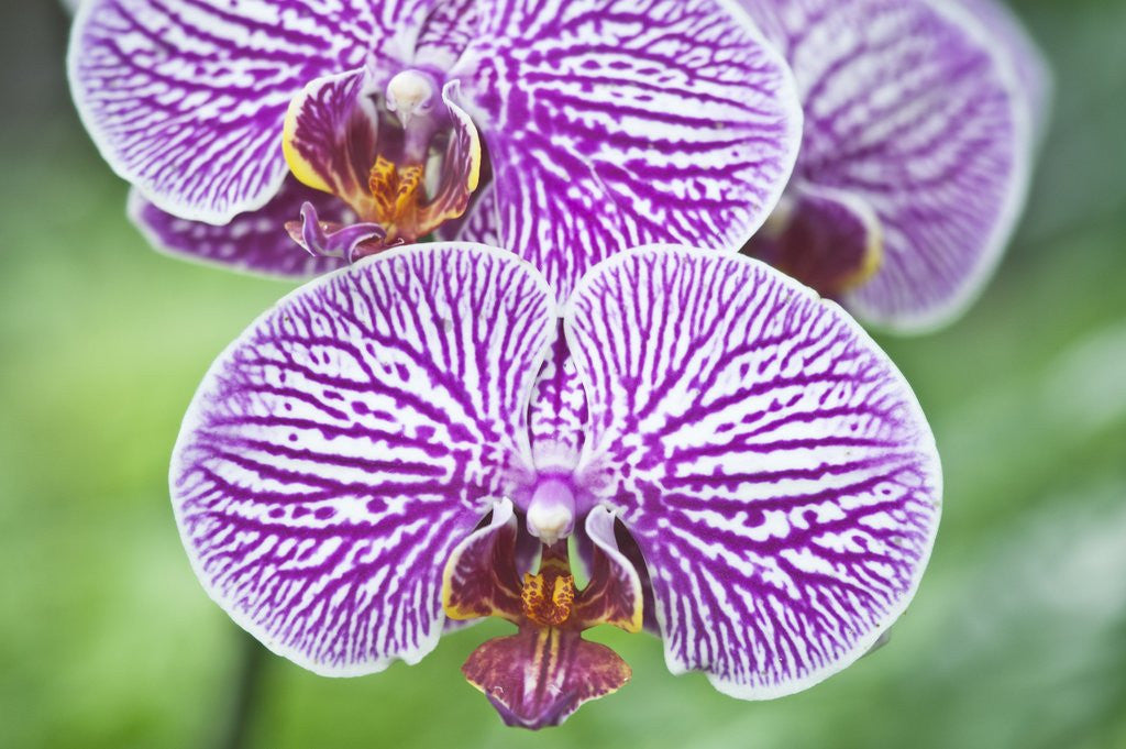 Detail of Orchid by Anonymous
