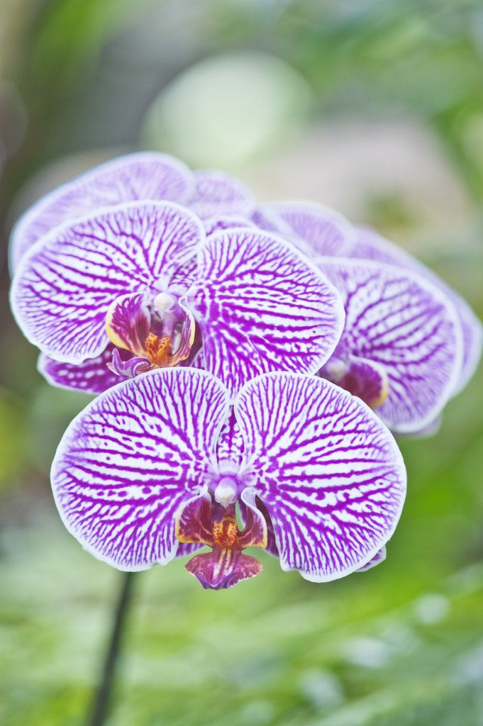 Detail of Orchid by Anonymous