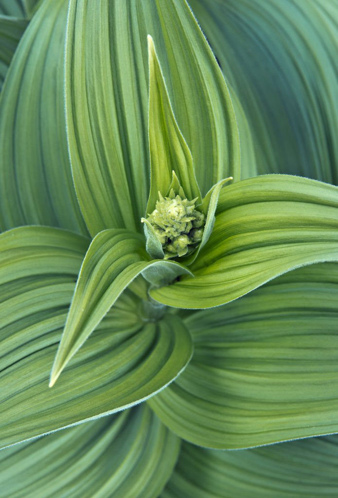 Detail of Veratrum viride by Anonymous