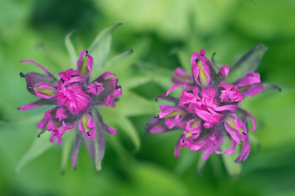 Detail of Castilleja parviflora by Anonymous