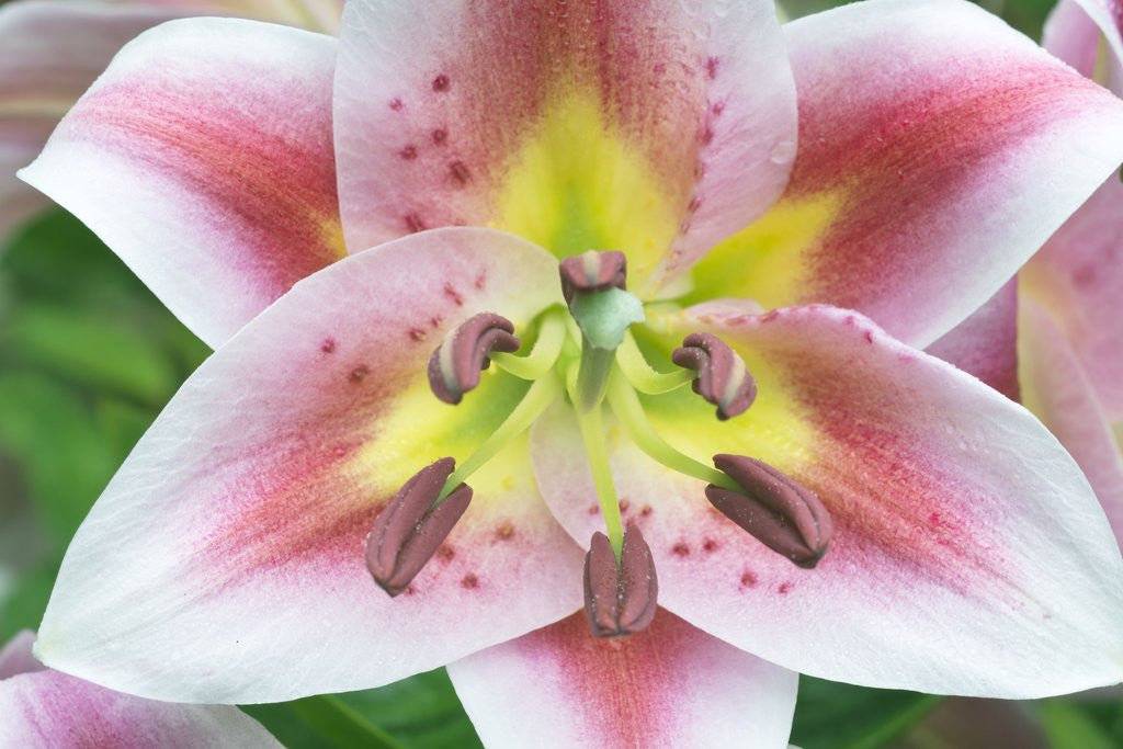 Detail of Lily by Corbis