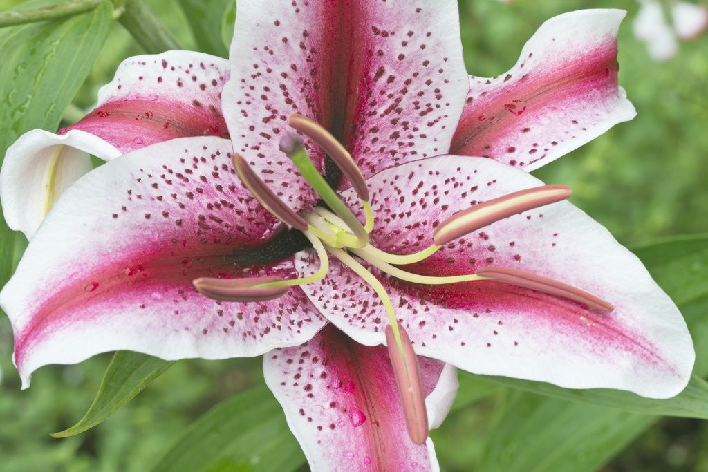 Detail of Lily by Anonymous