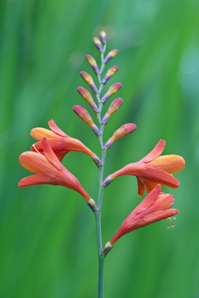 Detail of Crocosmia by Anonymous