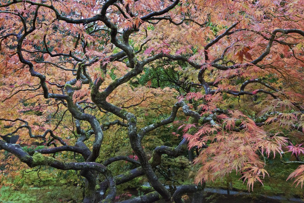 Detail of Japanese Maple by Anonymous