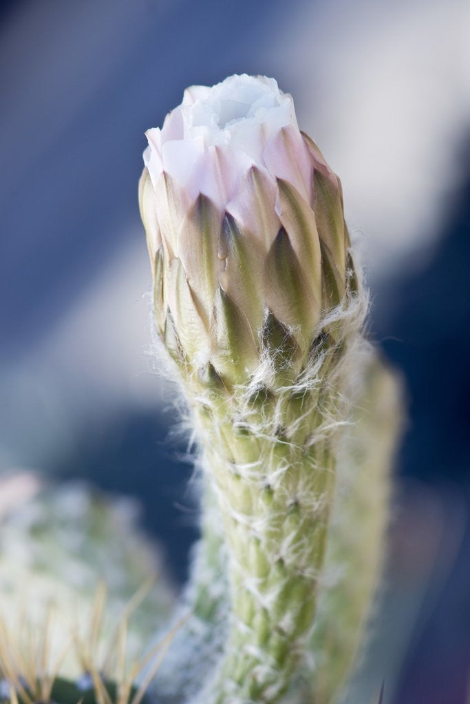 Detail of Cactus Flower by Anonymous