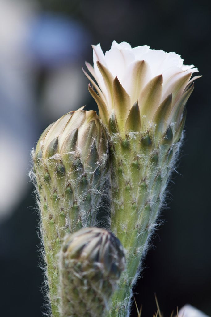 Detail of Cactus Flower by Anonymous