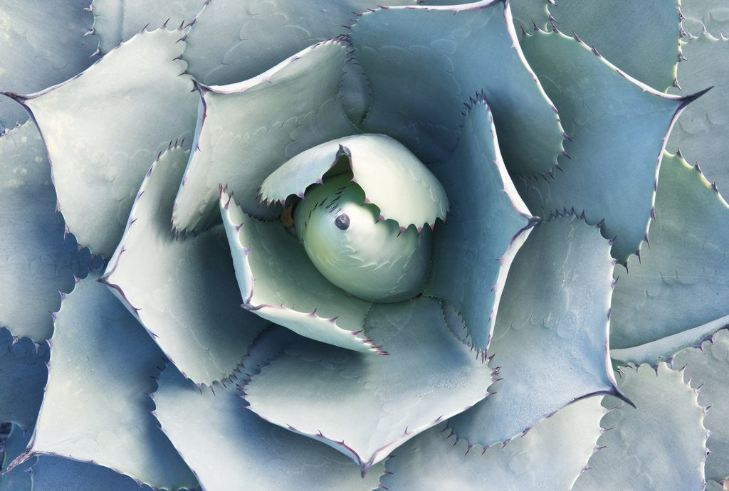 Detail of Agave by Anonymous