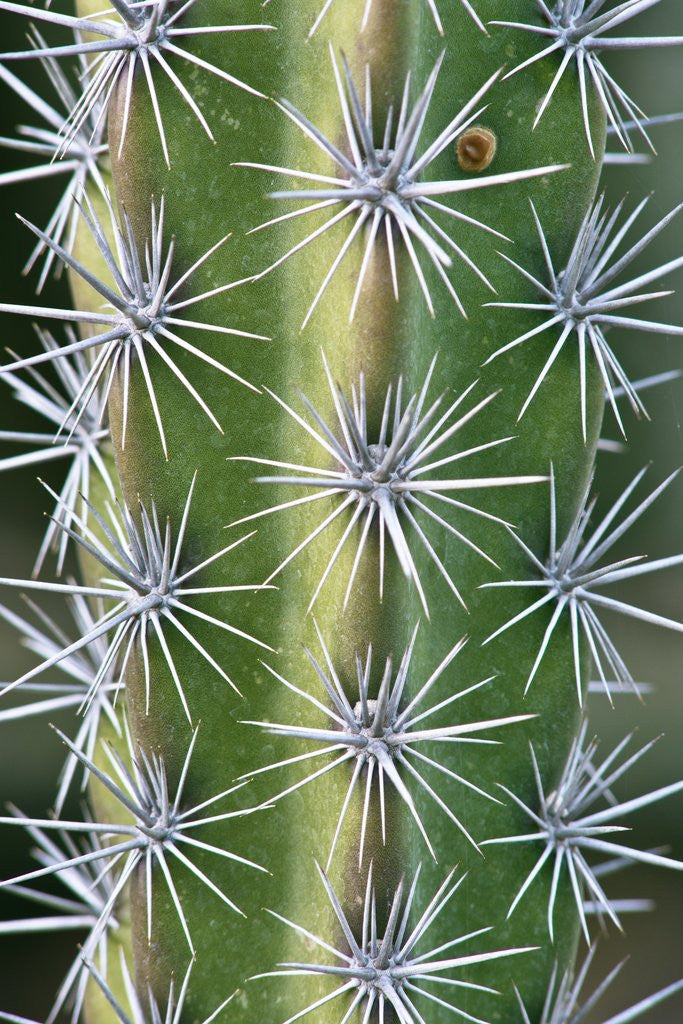 Detail of Octopus Cactus by Anonymous